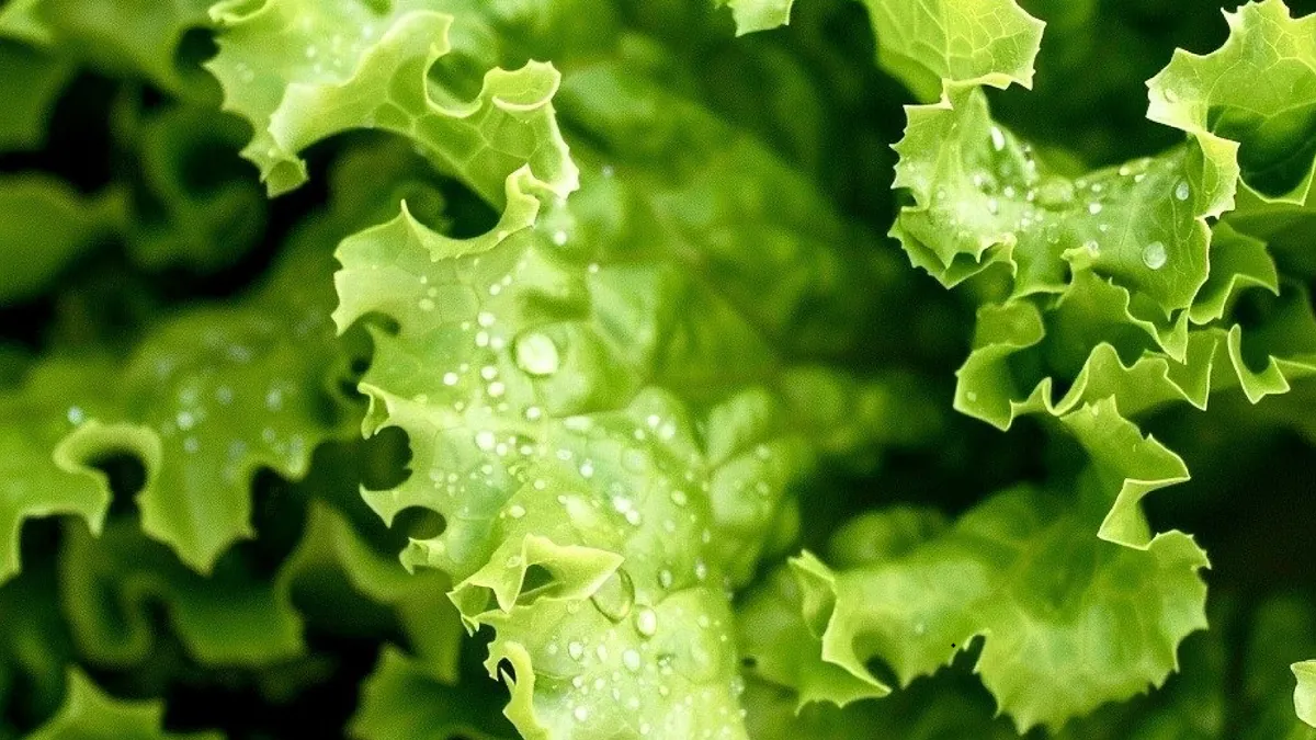 LettuceSim