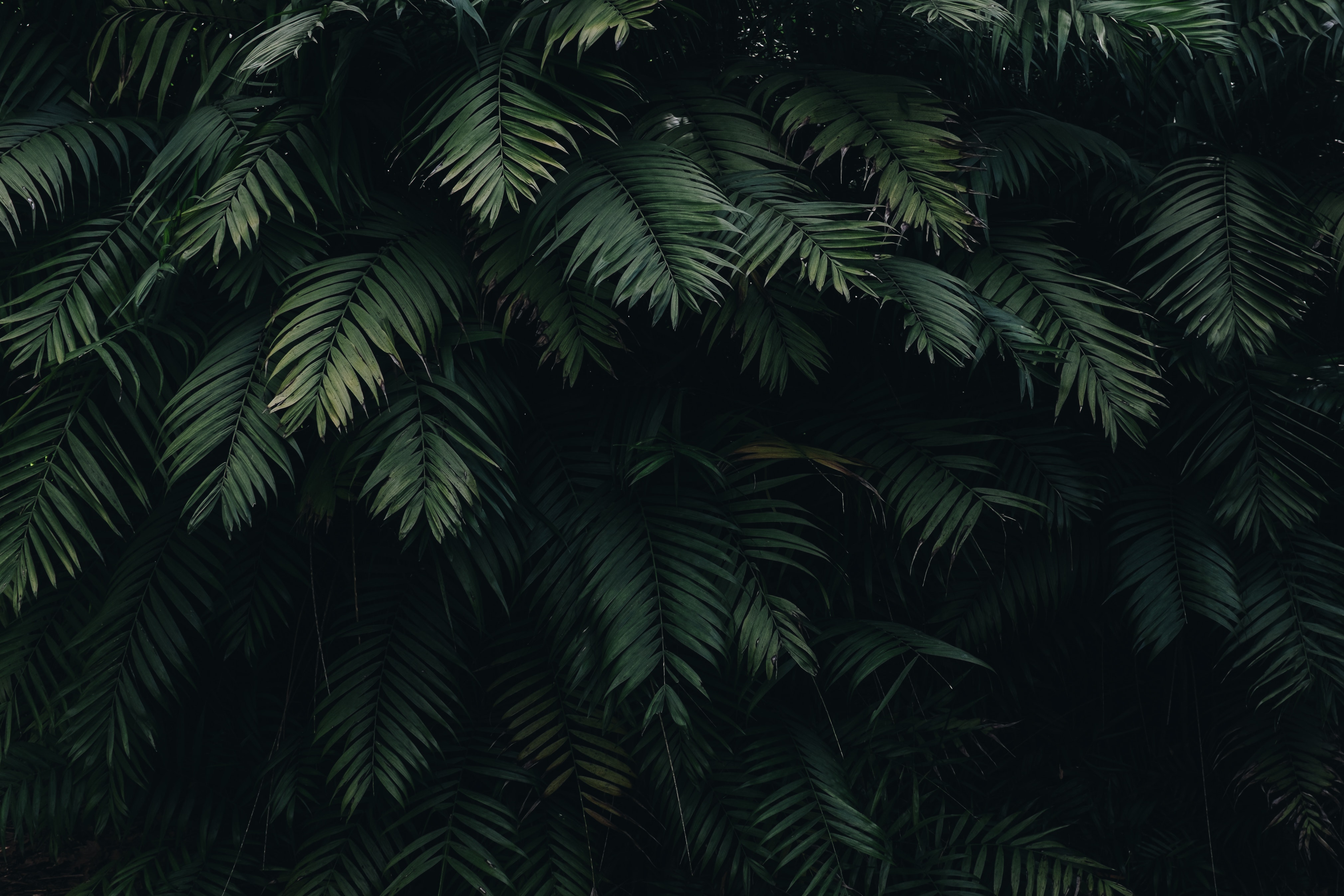 Kick banner for @myphenix