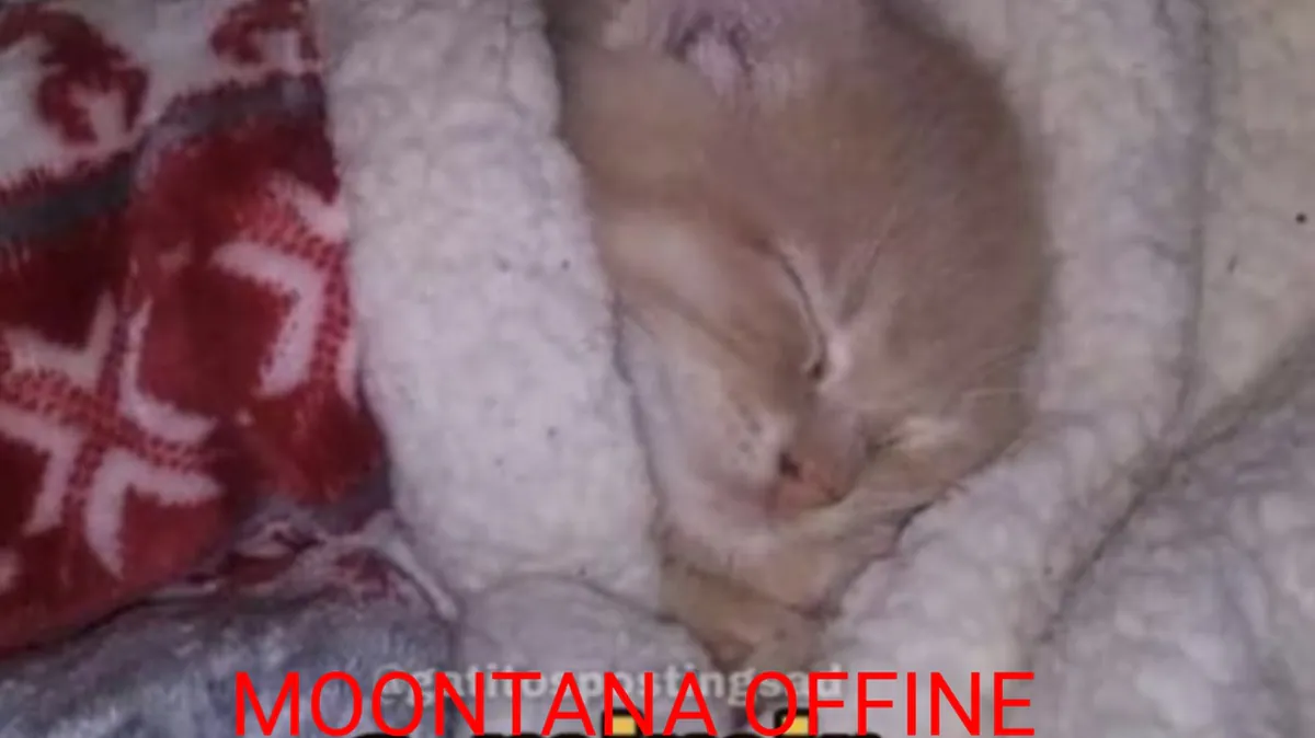 M00NTANA