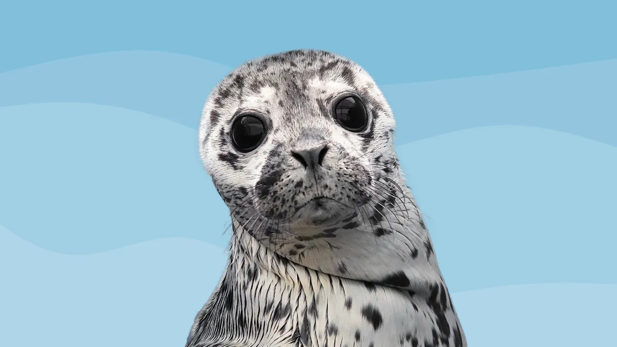 marinemammalrescue