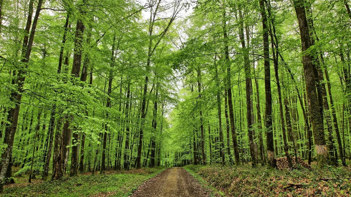 forest2312