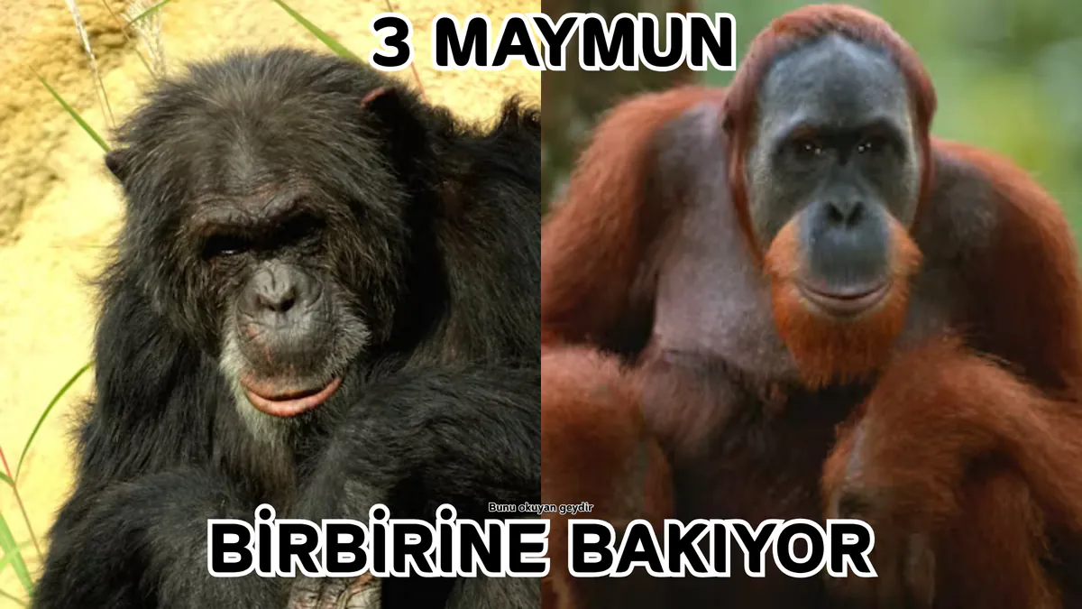 AMlNAKODUGUM