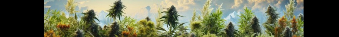 Supreme_Kush