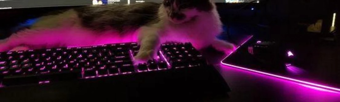 Coco_bear