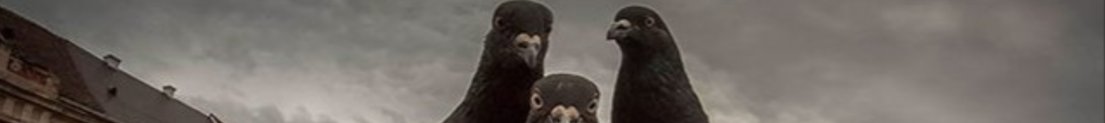 MeasleyPigeon