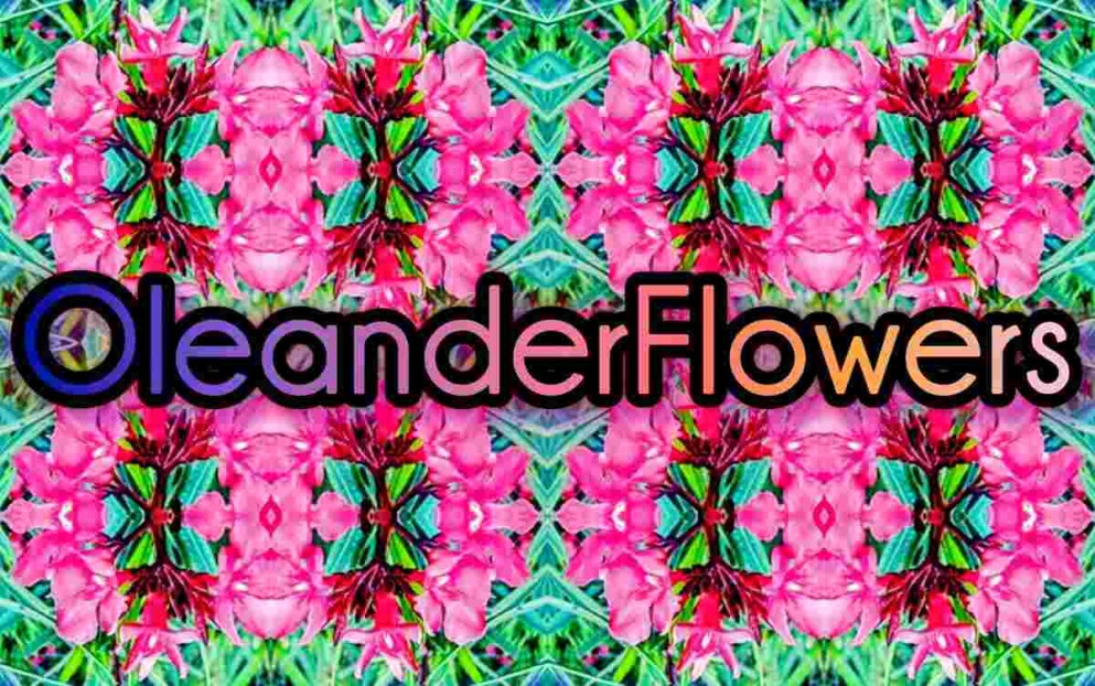 OleanderFlowers