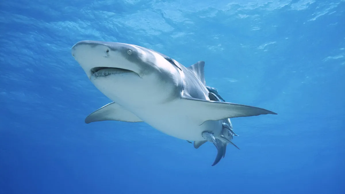 Sharkels