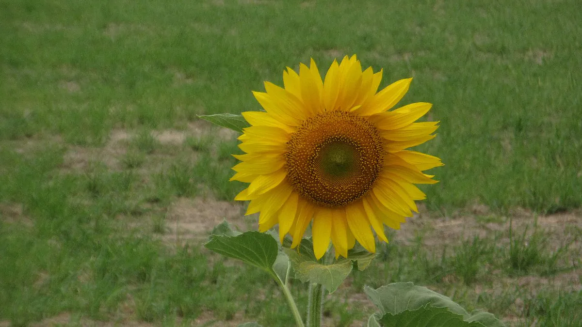 kitakaze_sun
