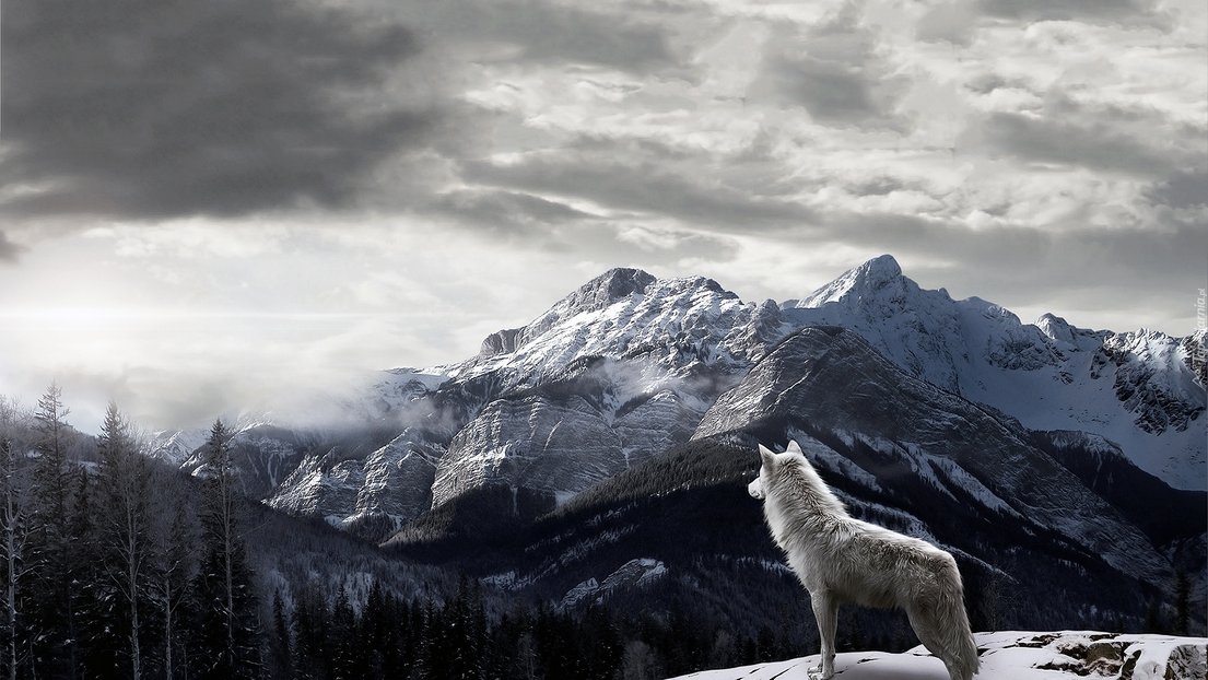 WolfQueencz