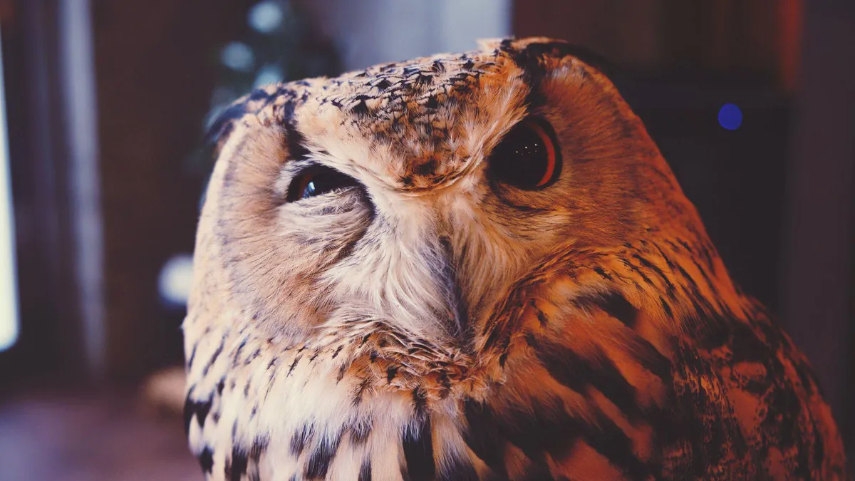 MrCleverowlpl