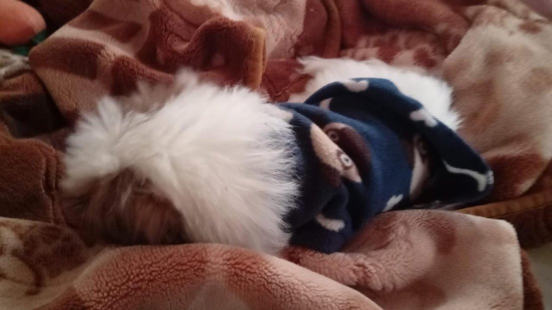 empanadadepaloma2