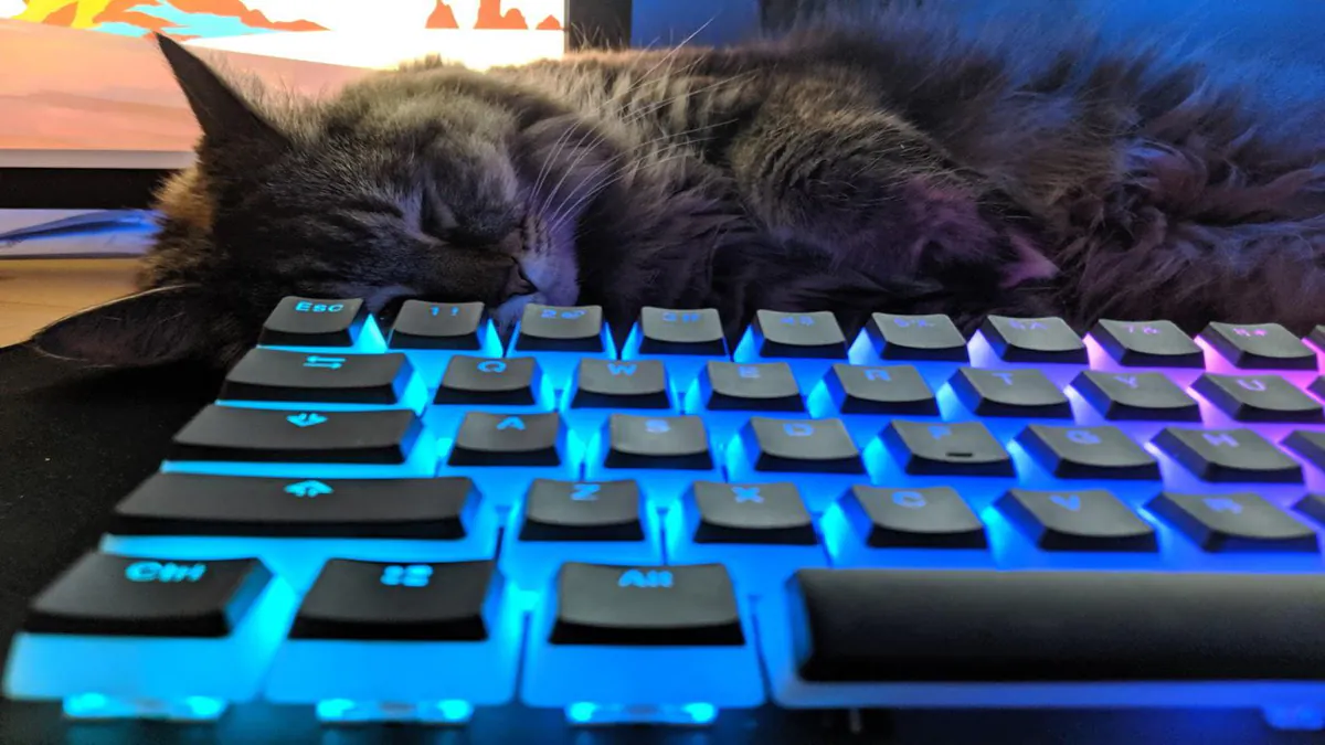GatoBlue