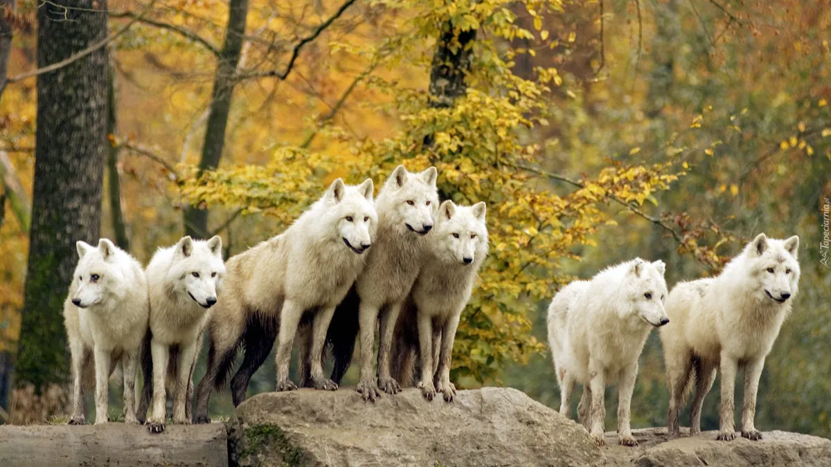 WolfDevil