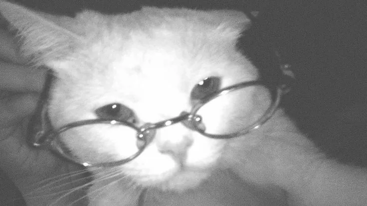 Miehlaviscool