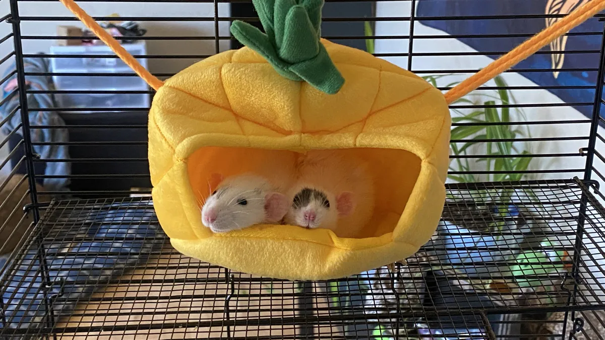 TheStokedRat