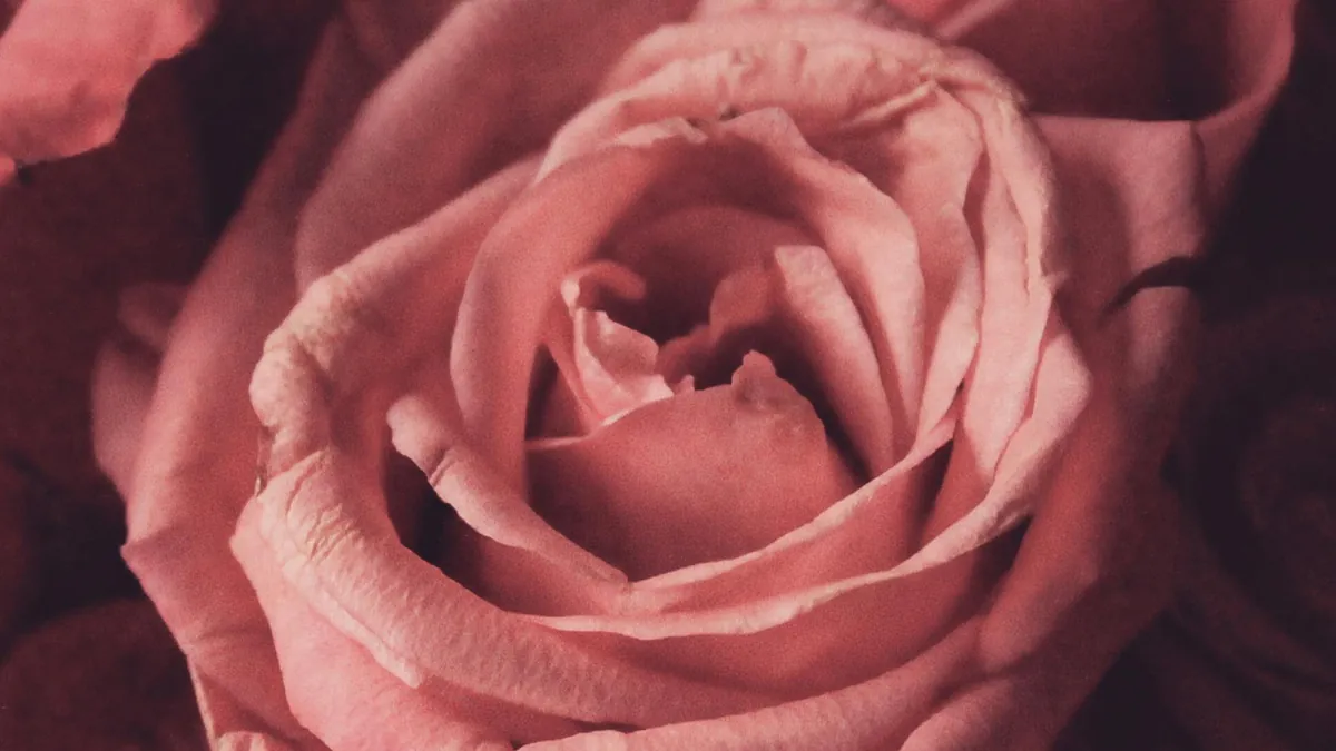 Rosepedals2000