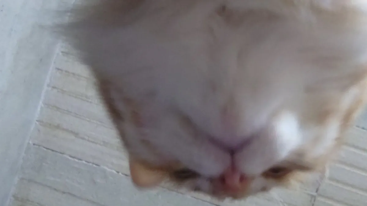 sebxxzs