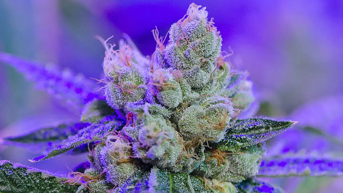 The_Cannabis_Cabin
