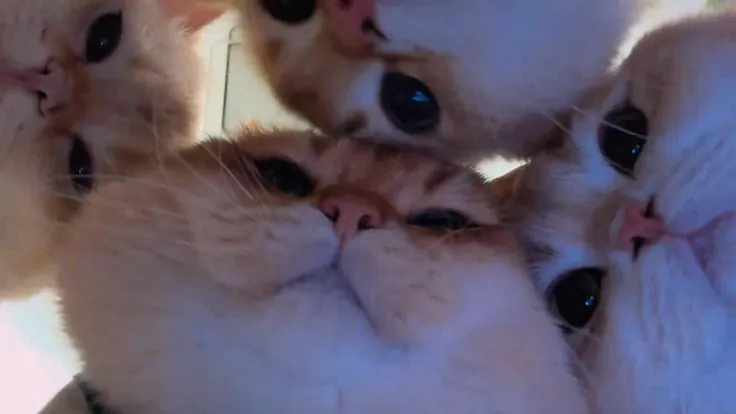 luluhlive