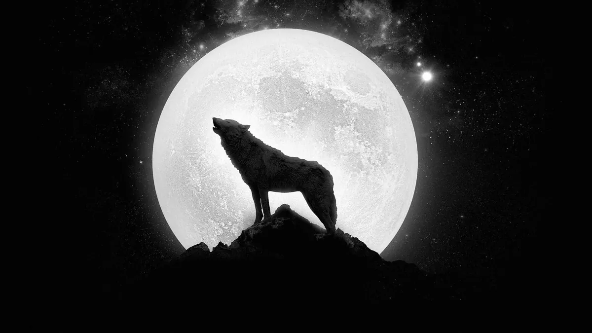 Animal_Dylan