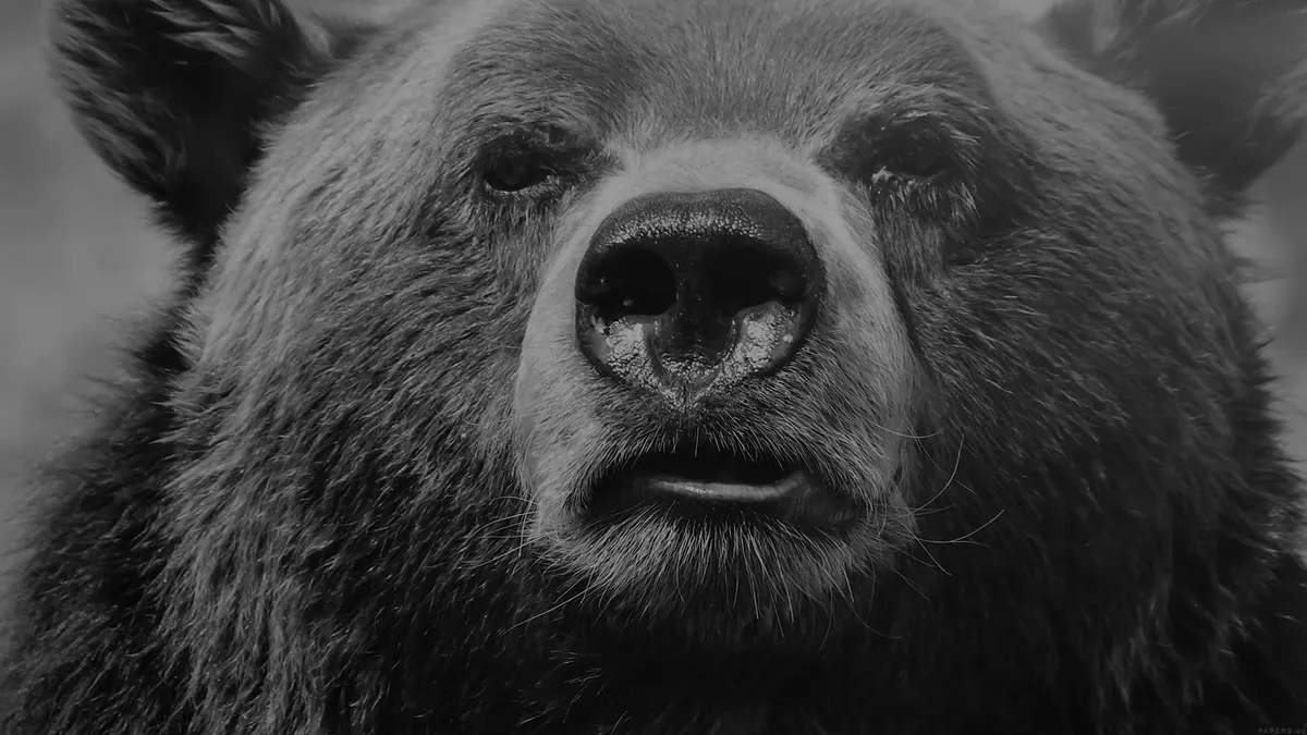 FavBear