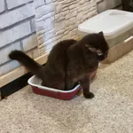 a_beli_e Kick