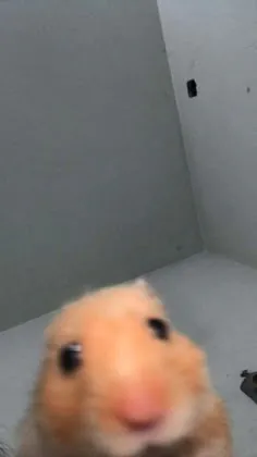 yago_oyun