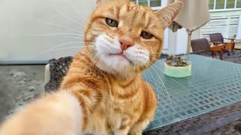 ttrixas