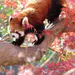 panda_panda00