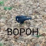 0mokko0