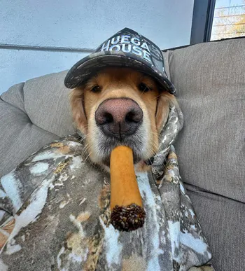 Querku23