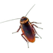 eladicta