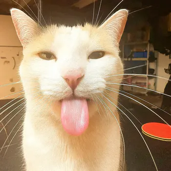 Tuniisiano