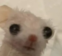 Elpichi23