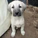 smackkeis