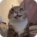 gubate1