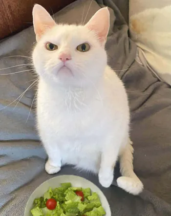 yowJE