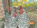 HouseofCluck