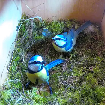 NestCamLive