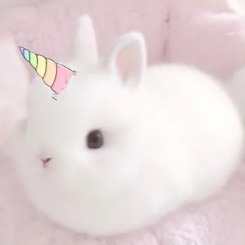 bunnyjojo