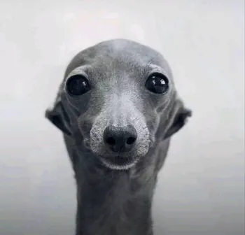 CharlyNoxVoid