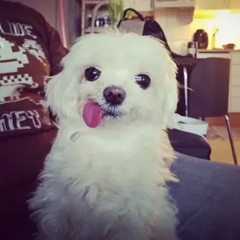 RensZlive