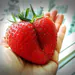 UniformityStrawberry6767
