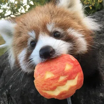 Snickfall