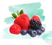 VarietyBerry787