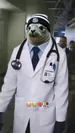 FocaHibrida