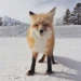 SnakeFox
