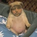 Pipiripao8