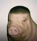kokolalo