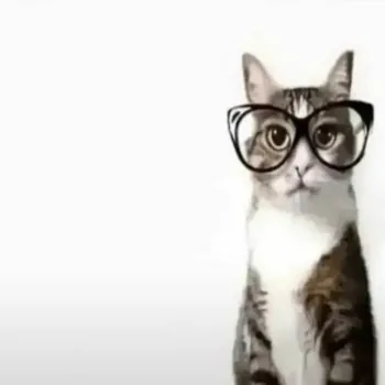 petuniaMeow
